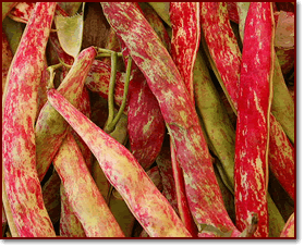 Fasoi e frumenton