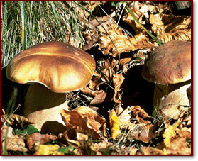 Cotolette di porcini