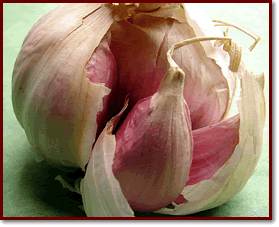Soma d'aglio